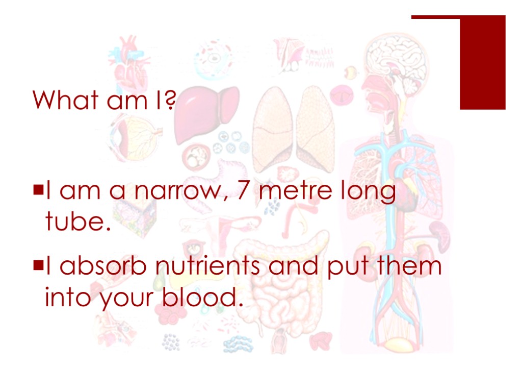 What am I? I am a narrow, 7 metre long tube. I absorb nutrients